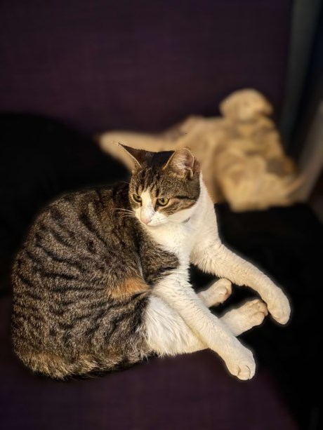 Kat Europese korthaar of huiskat