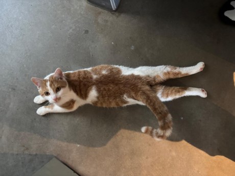 Kat Europese korthaar of huiskat