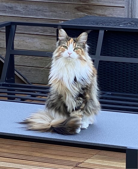 Kat Maine Coon