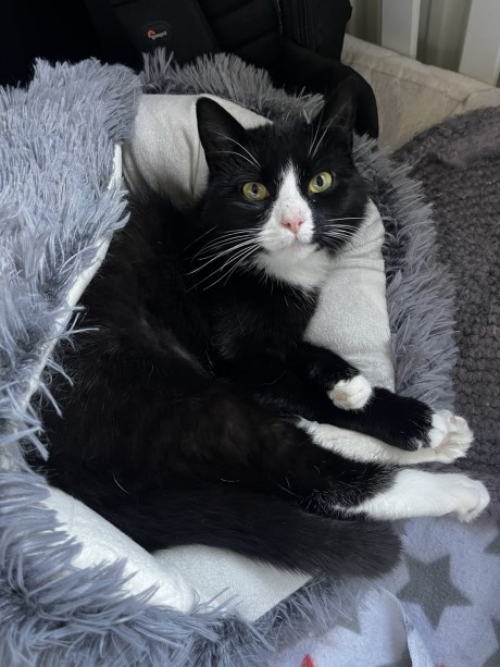 Kat Europese korthaar of huiskat