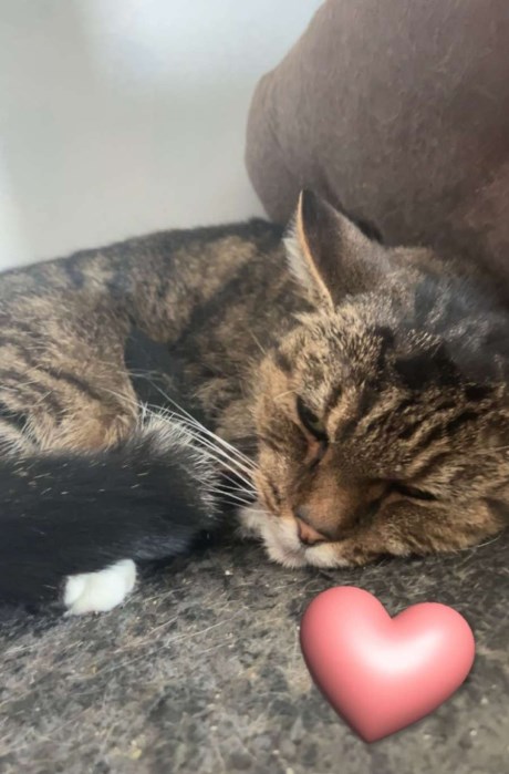 Kat Europese korthaar of huiskat