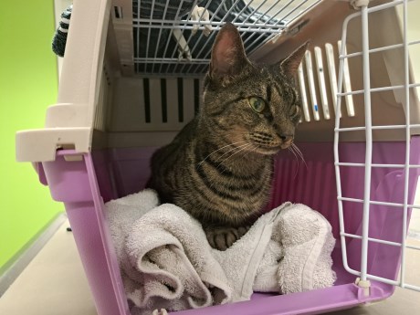 Kat Europese korthaar of huiskat