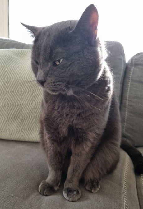 Kat Europese korthaar of huiskat