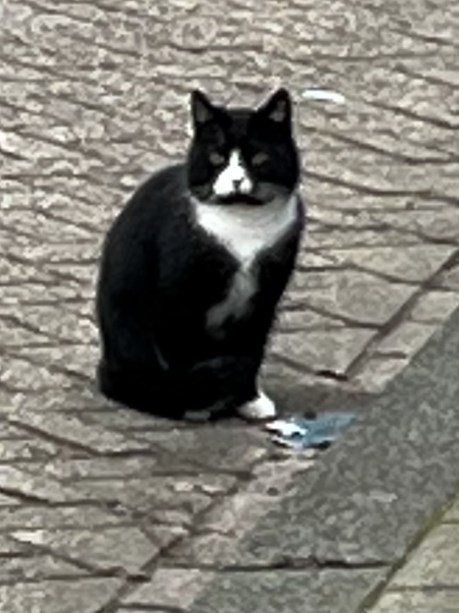 Kat Europese korthaar of huiskat