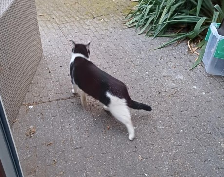 Kat Europese korthaar of huiskat