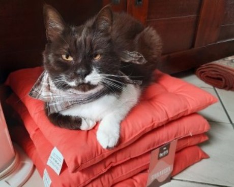 Kat Europese korthaar of huiskat