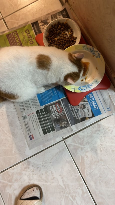 Kat Europese korthaar of huiskat