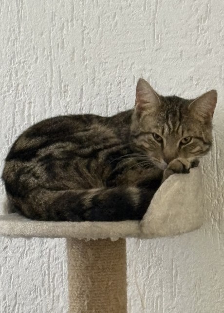 Kat Europese korthaar of huiskat