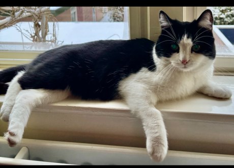 Kat Europese korthaar of huiskat