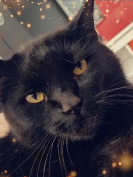 Kat Europese korthaar of huiskat