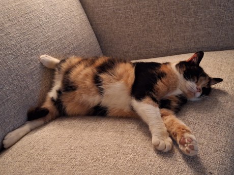 Kat Europese korthaar of huiskat