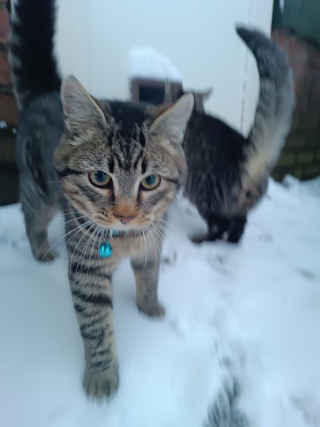 Kat Europese korthaar of huiskat