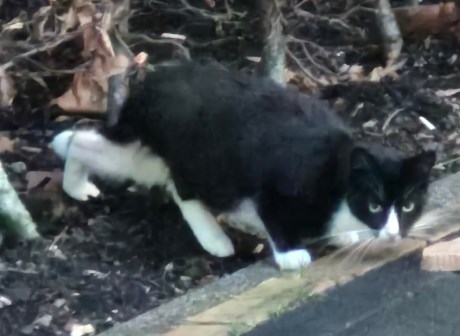 Kat Europese korthaar of huiskat