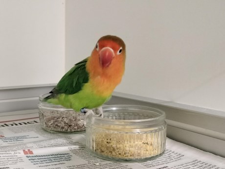 Vogel (Dwerg-)papegaai