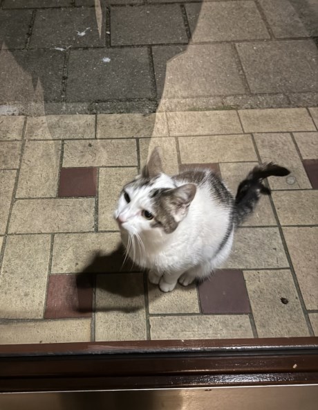 Kat Europese korthaar of huiskat