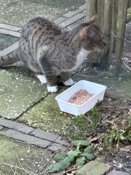 Kat Europese korthaar of huiskat