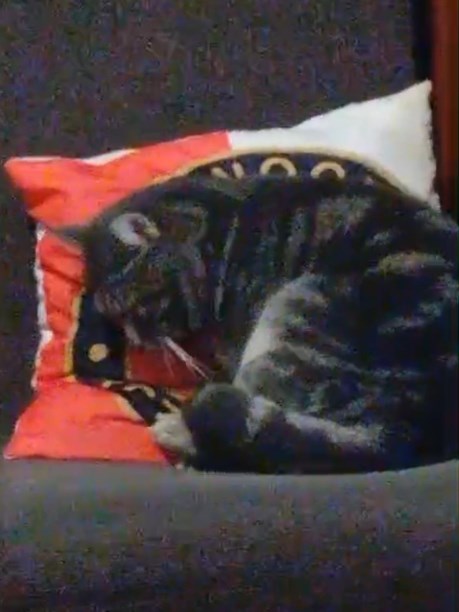 Kat Europese korthaar of huiskat