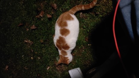 Kat Europese korthaar of huiskat