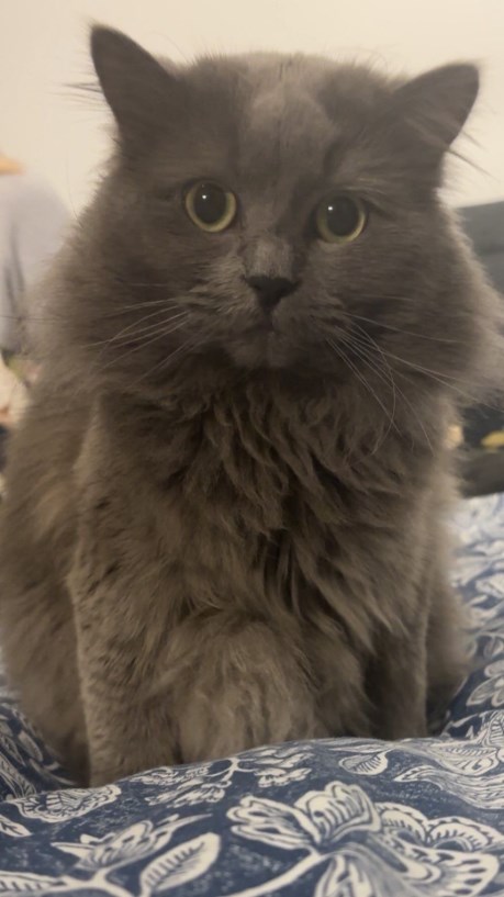 Kat Brits korthaar X