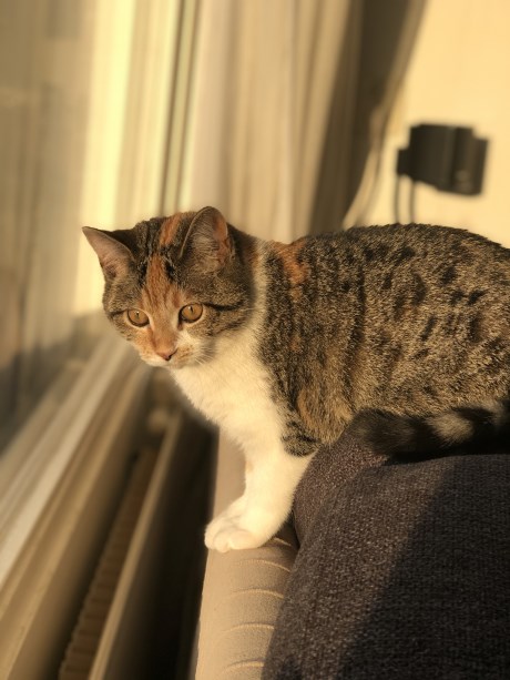 Kat Europese korthaar of huiskat