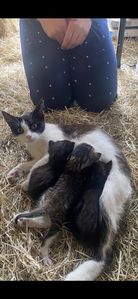 Kat Europese korthaar of huiskat