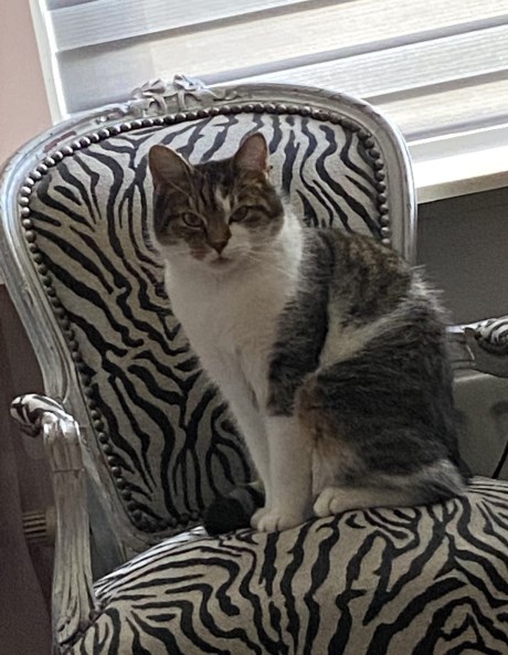 Kat Europese korthaar of huiskat