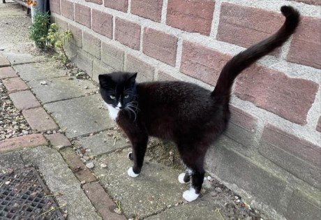 Kat Europese korthaar of huiskat