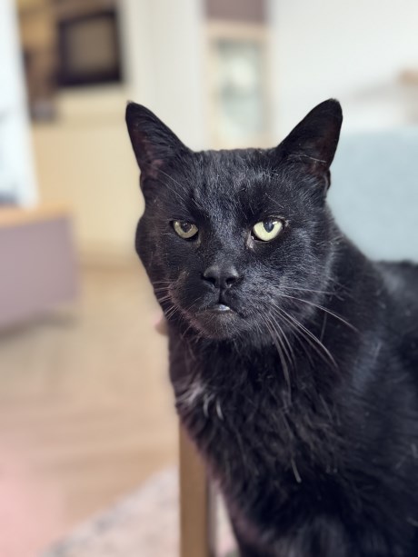 Kat Europese korthaar of huiskat