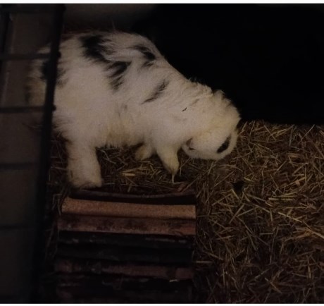 Knaagdier / Haasachtige Konijn