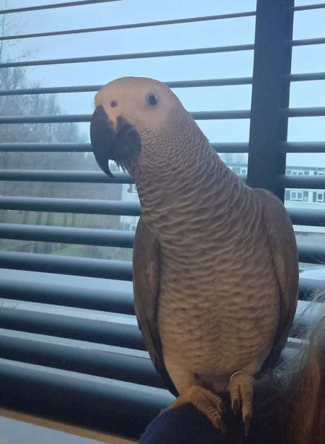 Vogel (Dwerg-)papegaai