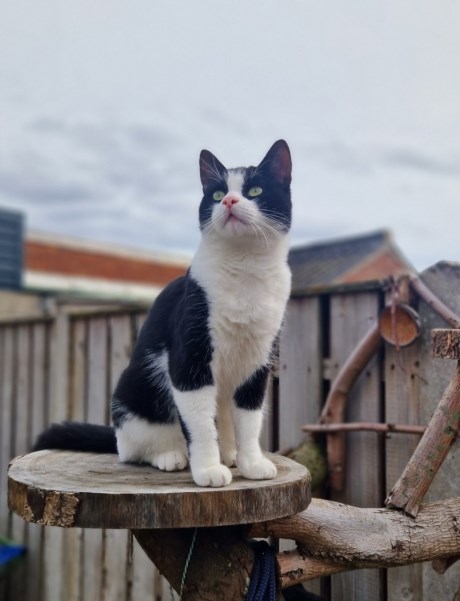 Kat Europese korthaar of huiskat