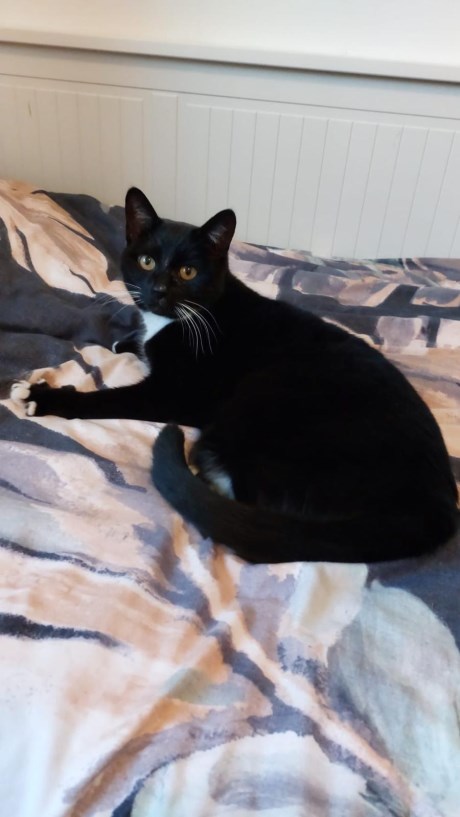 Kat Europese korthaar of huiskat