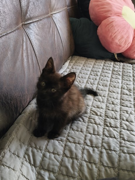 Kat Europese korthaar of huiskat