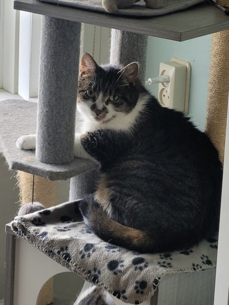 Kat Europese korthaar of huiskat