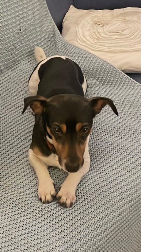 Hond Jachthond overig