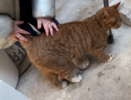 Kat Europese korthaar of huiskat