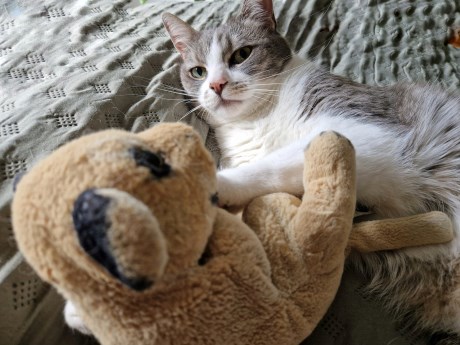 Kat Europese korthaar of huiskat