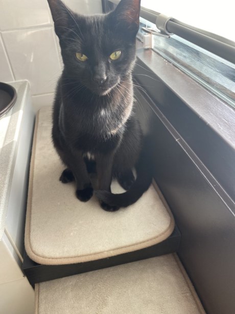 Kat Europese korthaar of huiskat