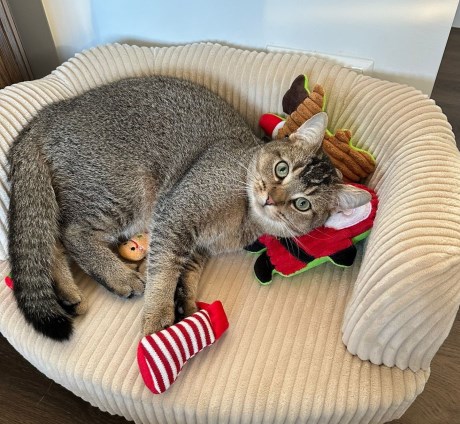 Kat Europese korthaar of huiskat