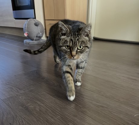 Kat Europese korthaar of huiskat