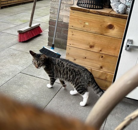 Kat Europese korthaar of huiskat