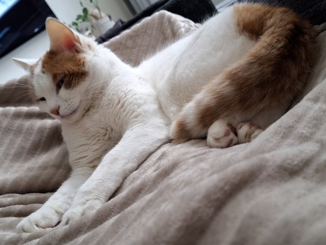 Kat Europese korthaar of huiskat