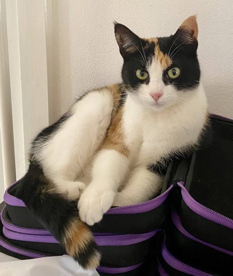 Kat Europese korthaar of huiskat