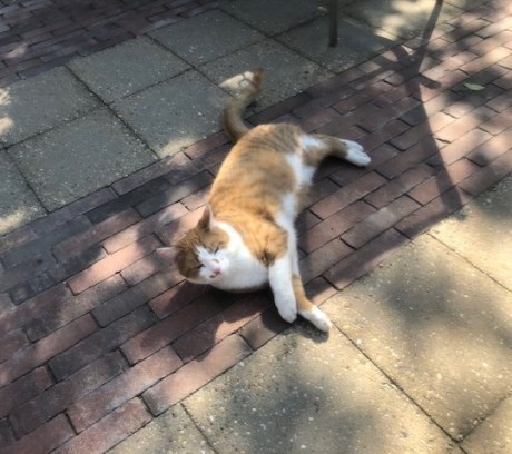 Kat Europese korthaar of huiskat