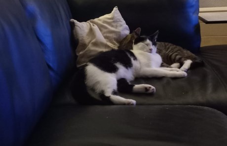 Kat Europese korthaar of huiskat