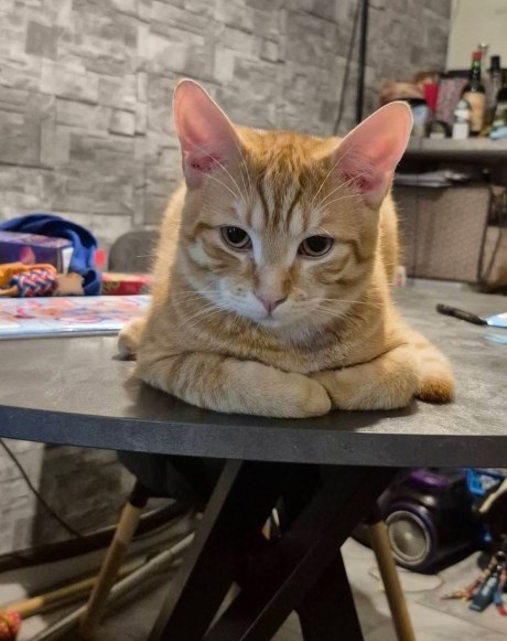 Kat Europese korthaar of huiskat