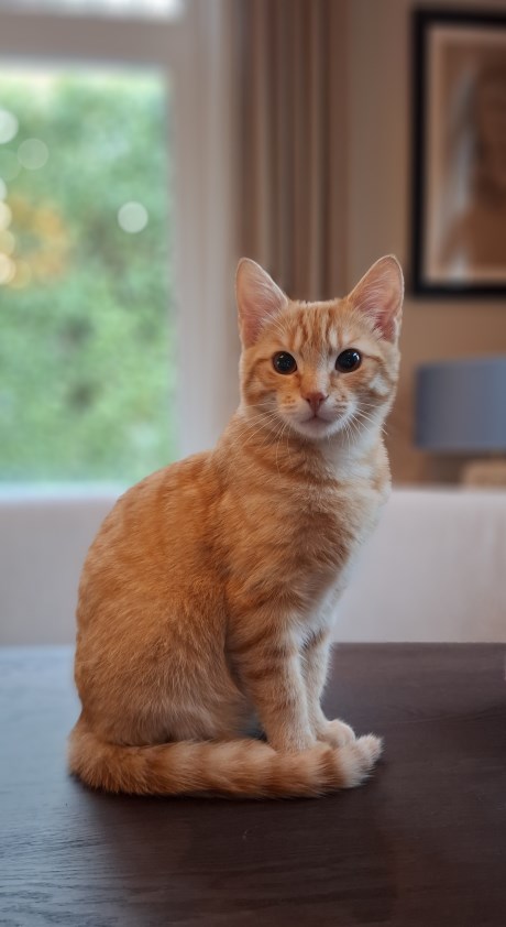 Kat Europese korthaar of huiskat