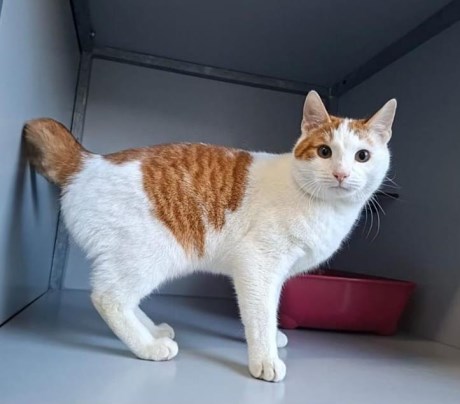 Kat Europese korthaar of huiskat