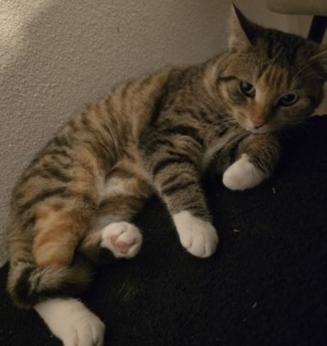 Kat Europese korthaar of huiskat