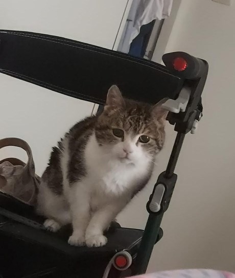 Kat Europese korthaar of huiskat